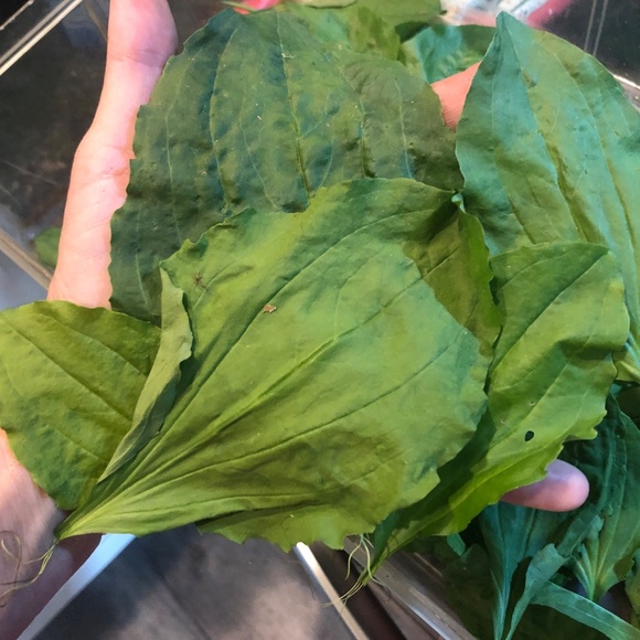 FRESH PICKED to ORDER~ Broadleaf Plantain Leaves~ Wild & Clean! Medicinal Herb - Picture 2 of 3